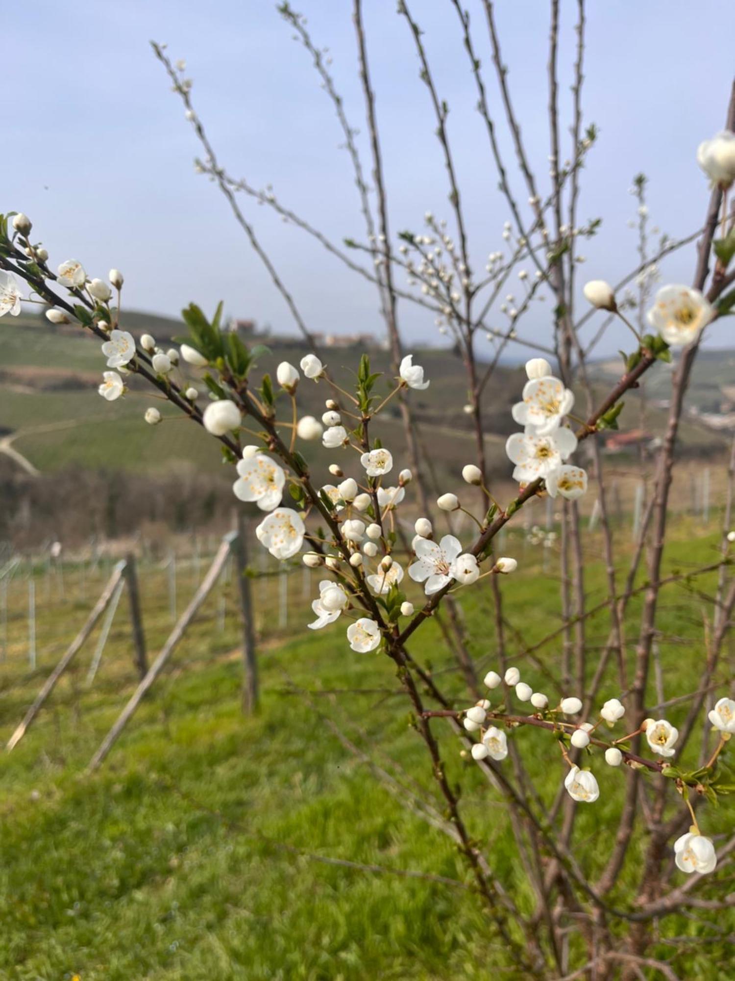 Le Cornici - Cascina Di Charme Hotel Diano dʼAlba Buitenkant foto